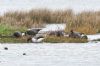 Light-bellied Brent Goose