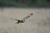 Short-eared Owl