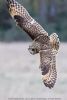 Short-eared Owl