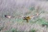 Short-eared Owl