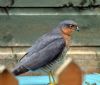 Sparrowhawk