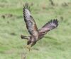 Buzzard