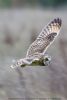 Short-eared Owl