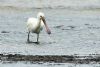 Spoonbill