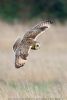 Short-eared Owl