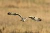 Short-eared Owl