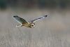 Short-eared Owl