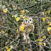 Short-eared Owl