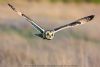 Short-eared Owl