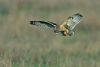 Short-eared Owl