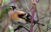 Brambling