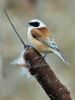 Penduline Tit