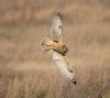 Short-eared Owl