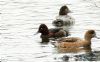 Ferruginous Duck