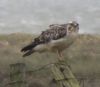 Buzzard