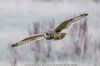 Short-eared Owl