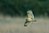 Short-eared Owl