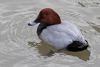 Pochard