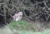 Short-eared Owl