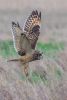 Short-eared Owl