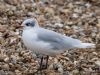 Mediterranean Gull