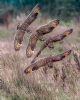 Short-eared Owl