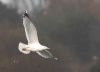 Yellow-legged Gull