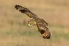 Short-eared Owl