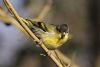 Siskin