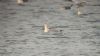 Ring-billed Gull