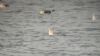 Ring-billed Gull