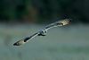 Short-eared Owl