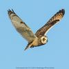 Short-eared Owl