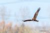 Marsh Harrier