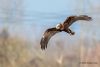 Marsh Harrier