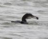 Great Northern Diver