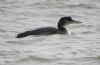 Great Northern Diver