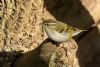 Yellow-browed Warbler