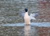 Goosander