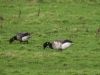 Light-bellied Brent Goose