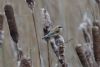 Penduline Tit