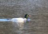 Goosander