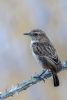 Stonechat