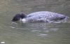 Great Northern Diver