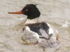 Red-breasted Merganser