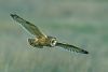 Short-eared Owl