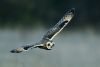 Short-eared Owl