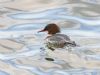 Goosander