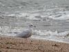 Iceland Gull