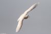 Iceland Gull